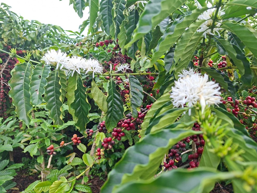 Estágios vegetativos do café - hora de colher e florada ao mesmo tempo no ES — Foto: Globo Rural/Isadora Camargo