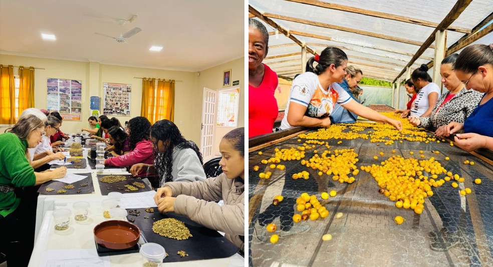 Capacitação técnica de produtoras assistidas pelo projeto Mulheres do Café — Foto: Divulgação | Incaper - Mulheres do café