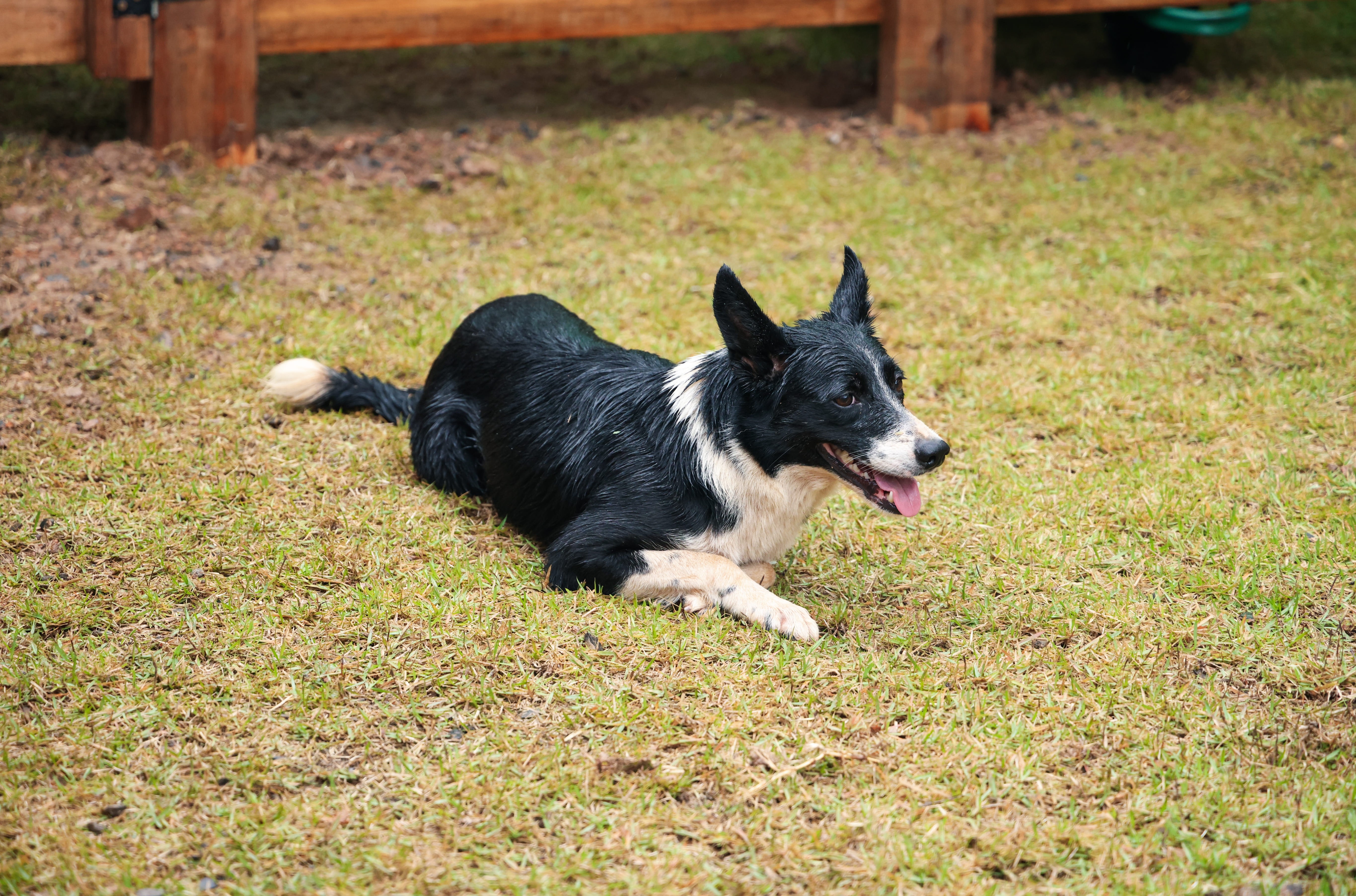 Cães da raça Border Collie são o novo 'funcionário do campo'