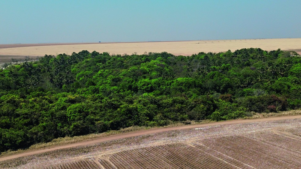 Área de vegetação nativa e estruturas físicas da Fazenda Pamplona — Foto: Luiz Felipe Santos
