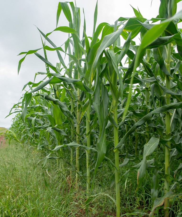 Institutos privados apoiam projeto ‘Transição Tropical’