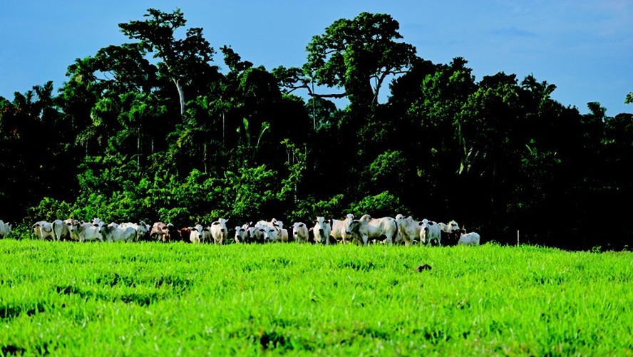 integração lavoura pecuária e floresta