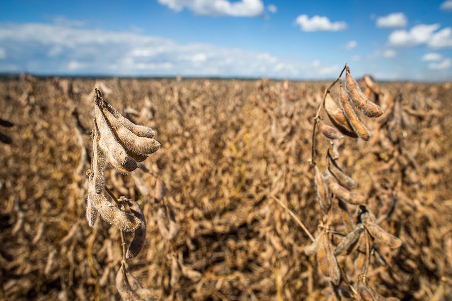 Chance de um recorde na produção de soja está cada vez mais distante