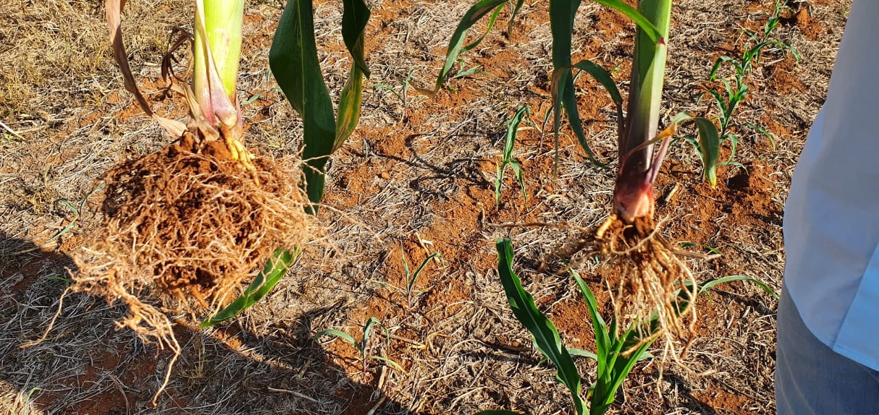 Plantio de milho verão começa no RS, mas ritmo está atrasado, diz AgRural