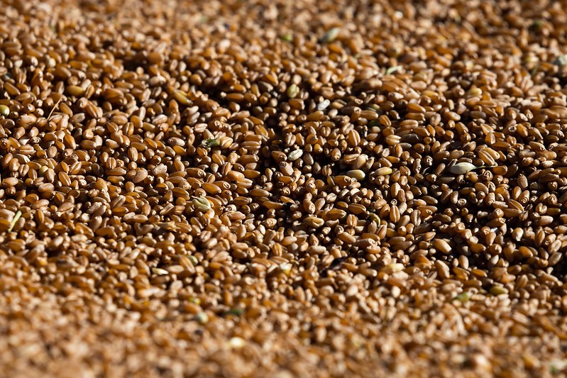 Produção de sementes de trigo no RS cai pela metade