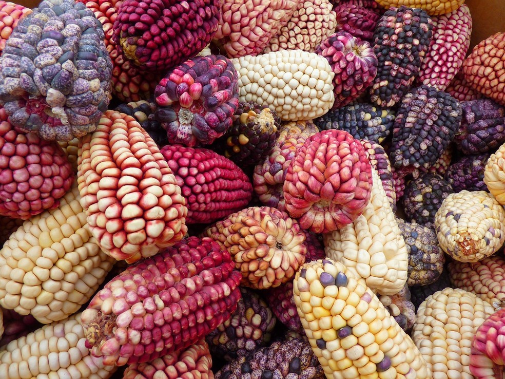 Milho roxo — Foto: Logga Wiggler / Pixabay