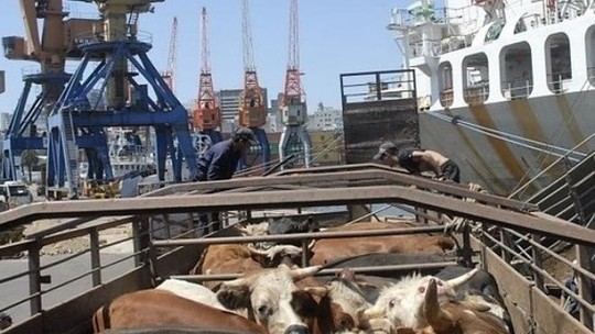 Brasil abre cinco novos mercados para exportação de gado vivo