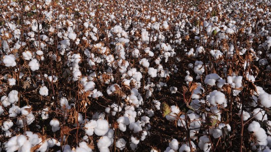 
SLC aumenta área de algodão e reduz plantio de milho nesta safra