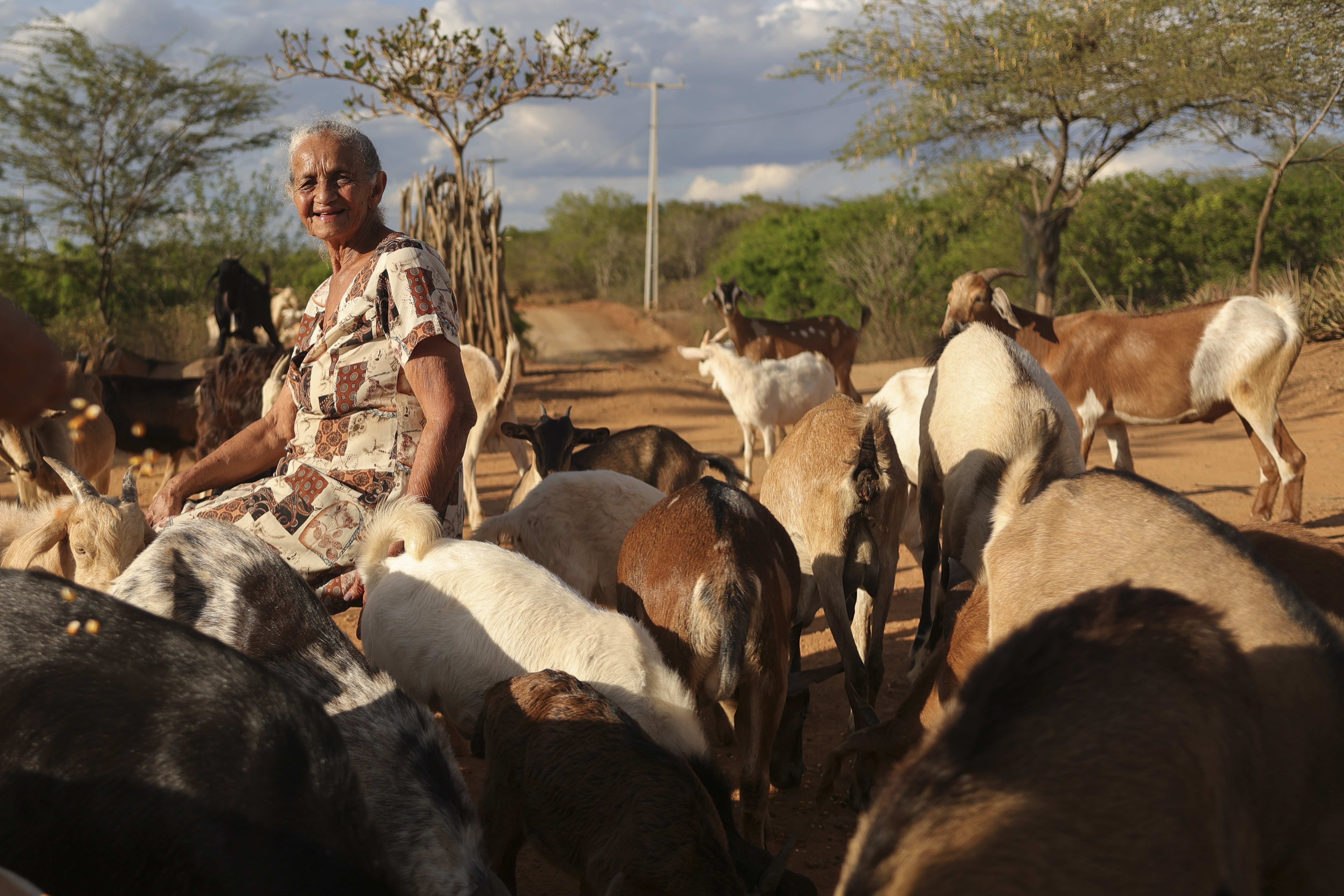 Comunidades de fundo de pasto preservam tradição, história e vegetação na caatinga