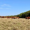 Contratação do seguro rural terá critérios socioambientais - Marcelo Muller/Rede ILPF