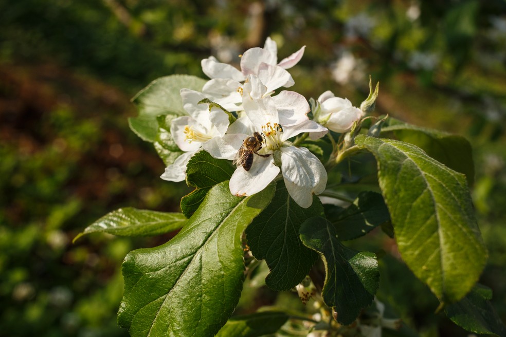 Flor de macieira — Foto: Divulgação | RAR Agro & Indústria