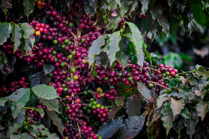 O projeto piloto reuniu 12 produtores de café, abrangendo uma área de 43,27 hectares