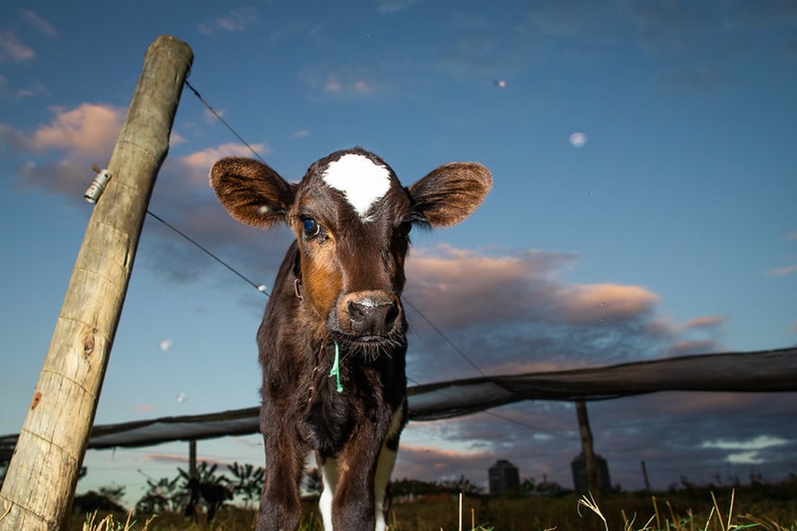 O bom desenvolvimento da bezerra é ponto-chave para a produtividade da vaca leiteira no futuro