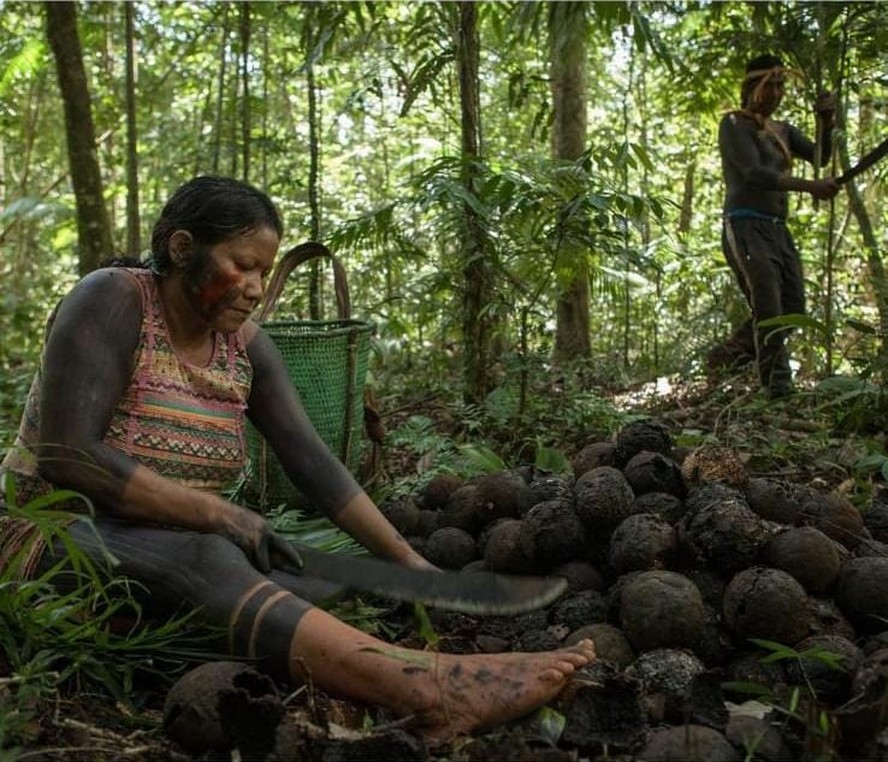 Cooperativa indígena preserva floresta e faz coleta tradicional de castanhas