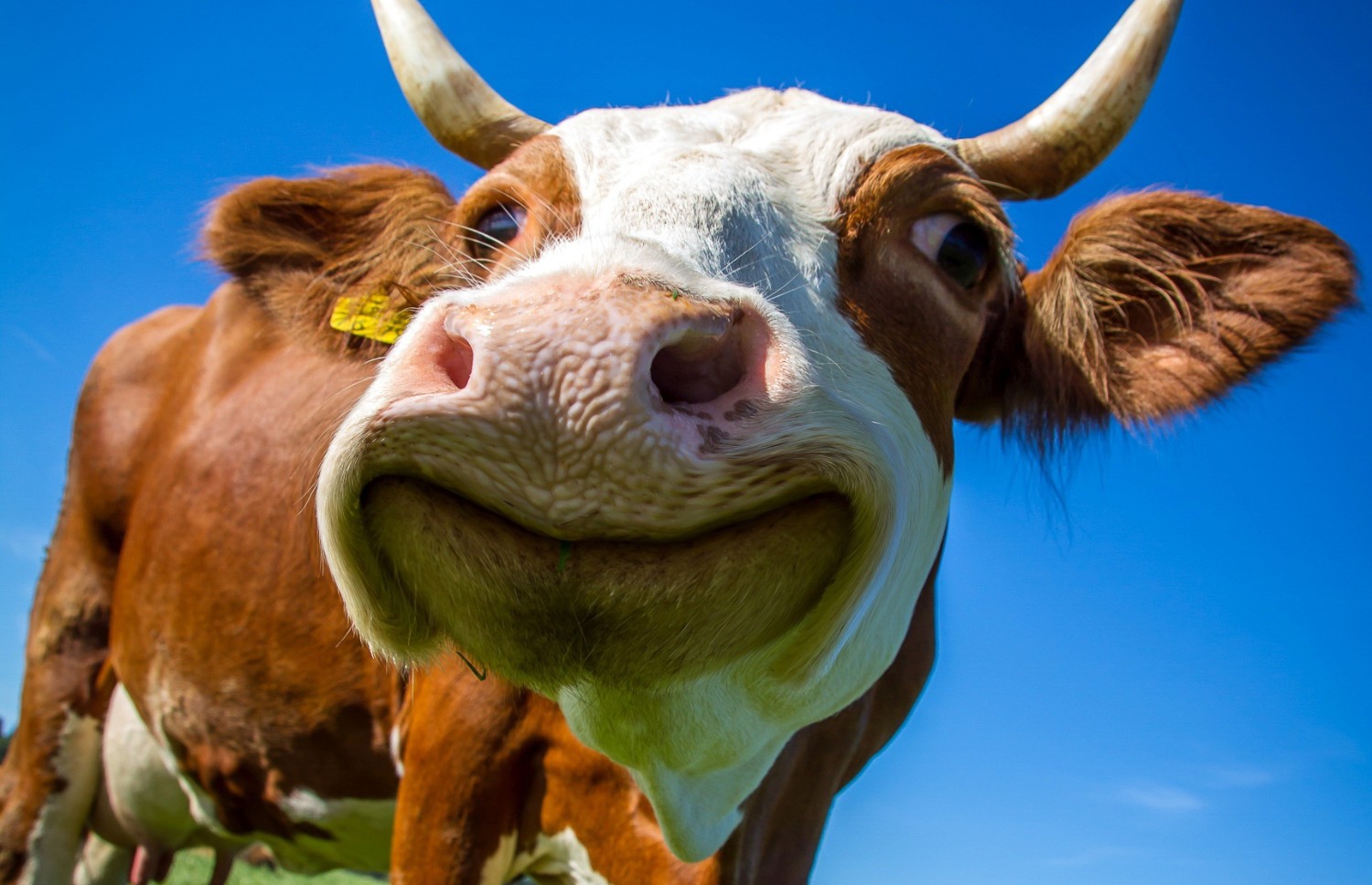 Bactérias que ‘comem’ metano transformam gás poluente em adubo nos EUA