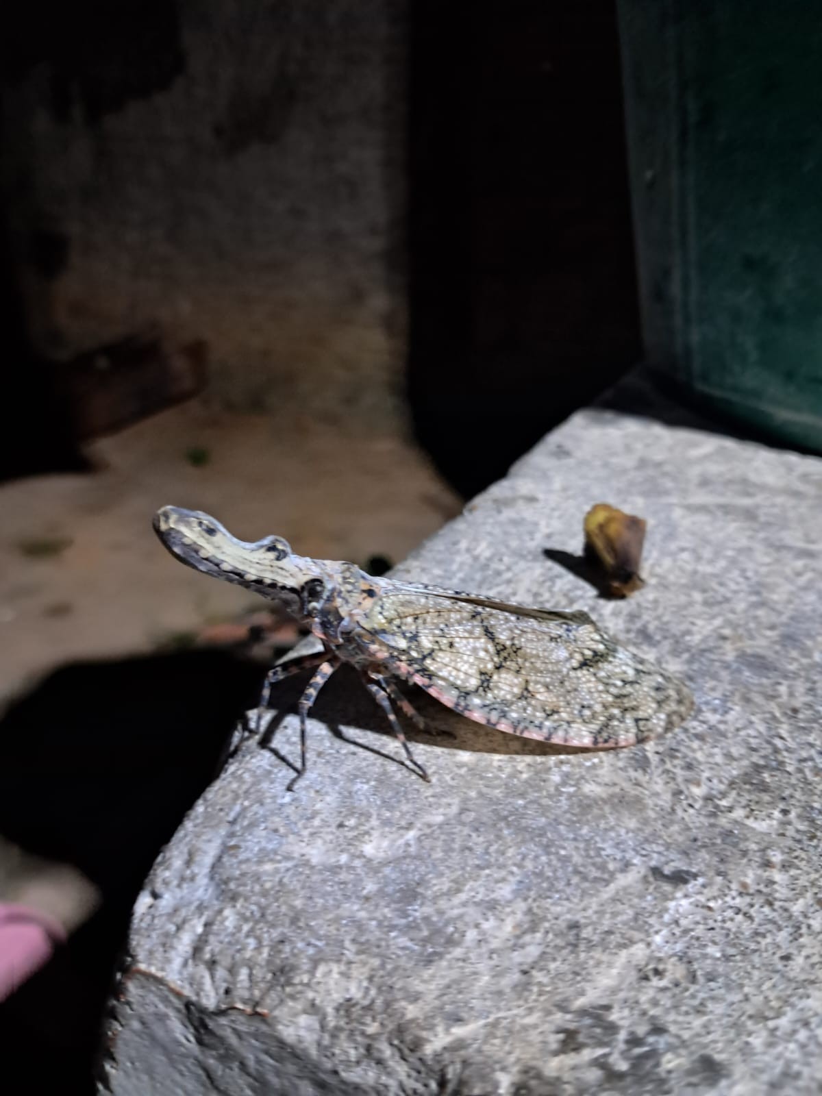 Parece jacaré, mas é inseto: que animal é esse? GR Responde - Foto
