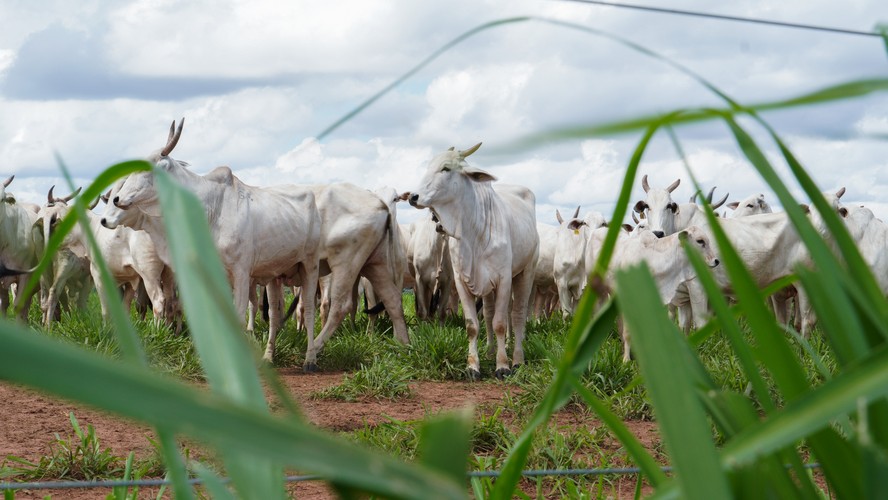 Cotações dos bovinos não mudaram na maioria das regiões