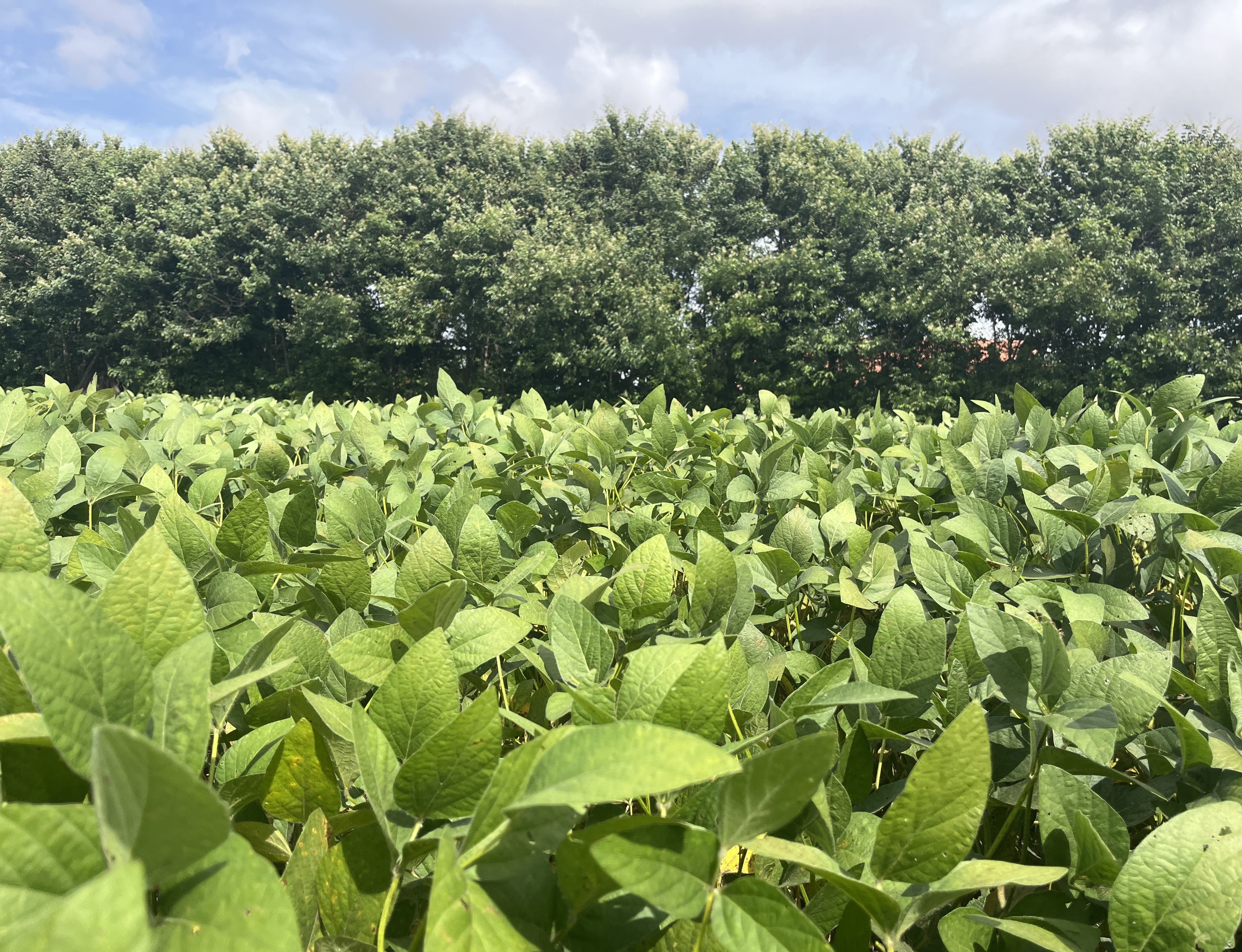 Restauração florestal pode aumentar produtividade da soja em 10 sacas por hectare