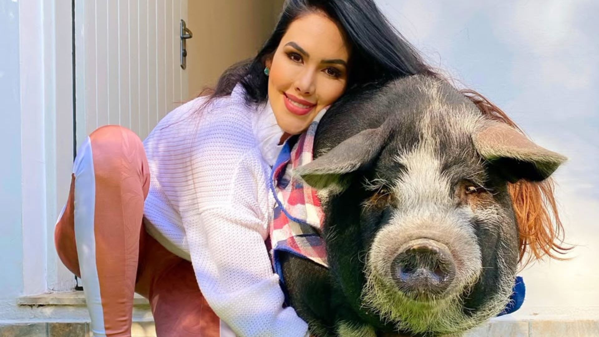 Conheça Francisco, o porco pet de 150 quilos que faz sucesso nas redes e frequenta até spa