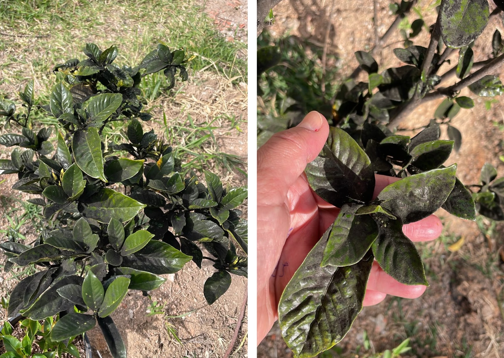 Como salvar uma gardênia com folhas pretas ?