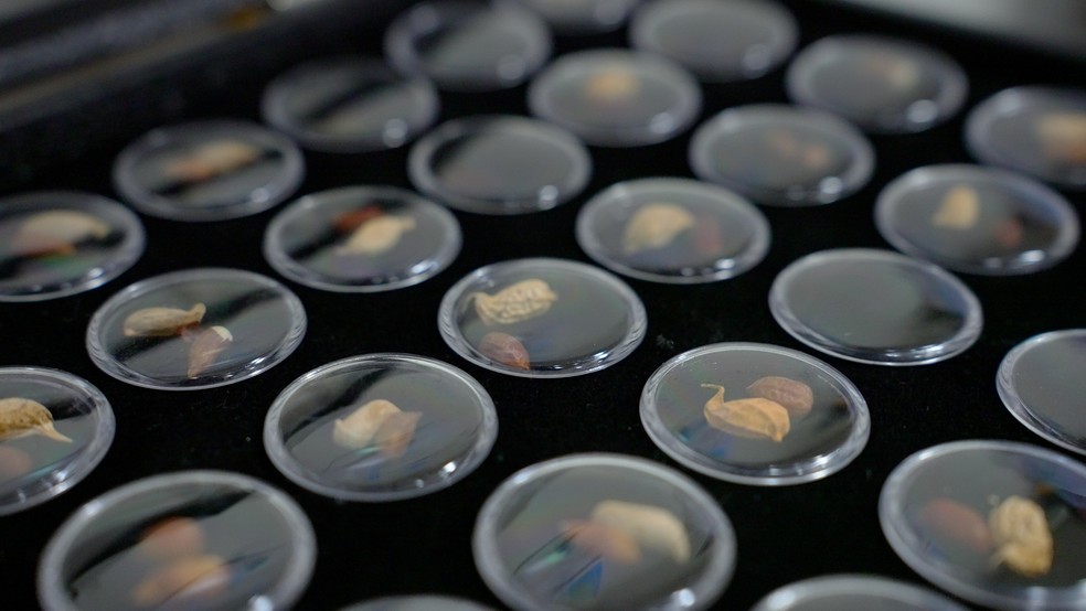 Pesquisa de amendoins de Mars — Foto: Mars/Divulgação