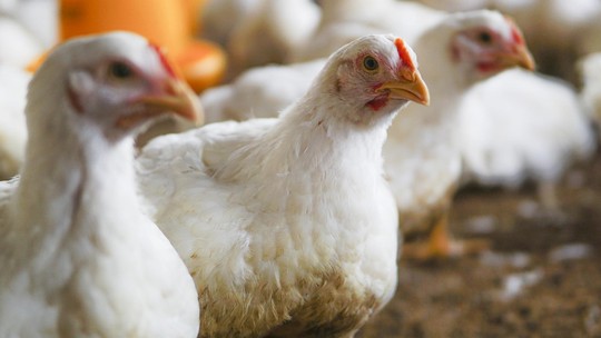 Risco de gripe aviária infectar humanos é 'enorme preocupação', diz OMS