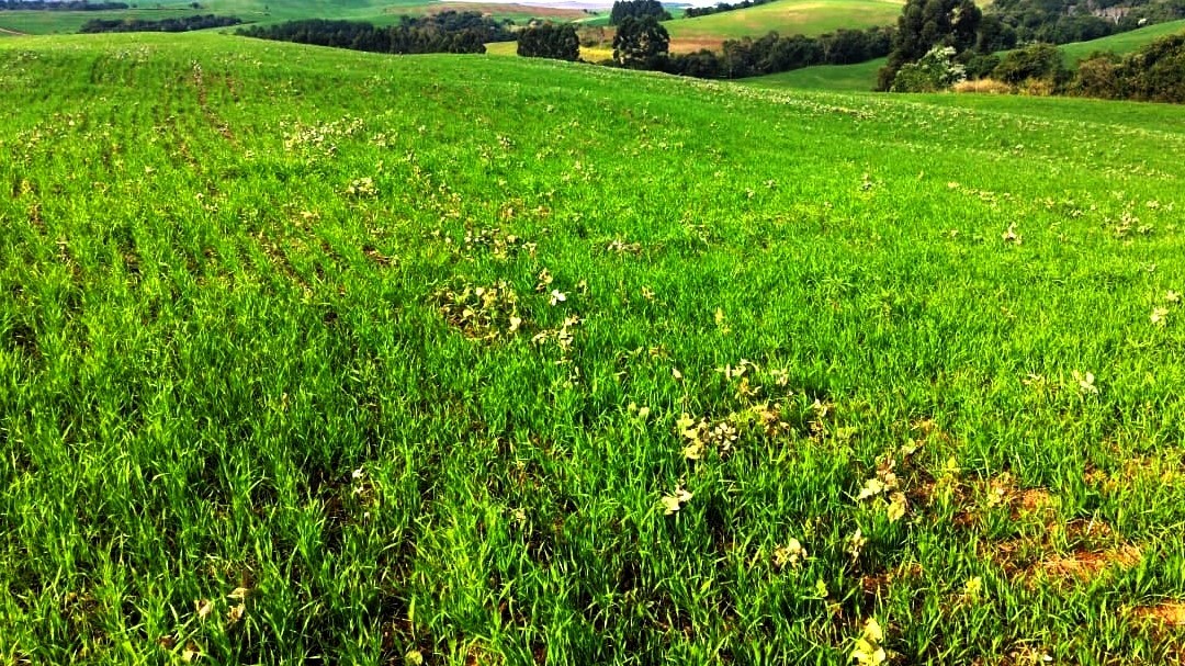 Vazio sanitário da soja termina em parte do Paraná; veja calendário para todo o Brasil