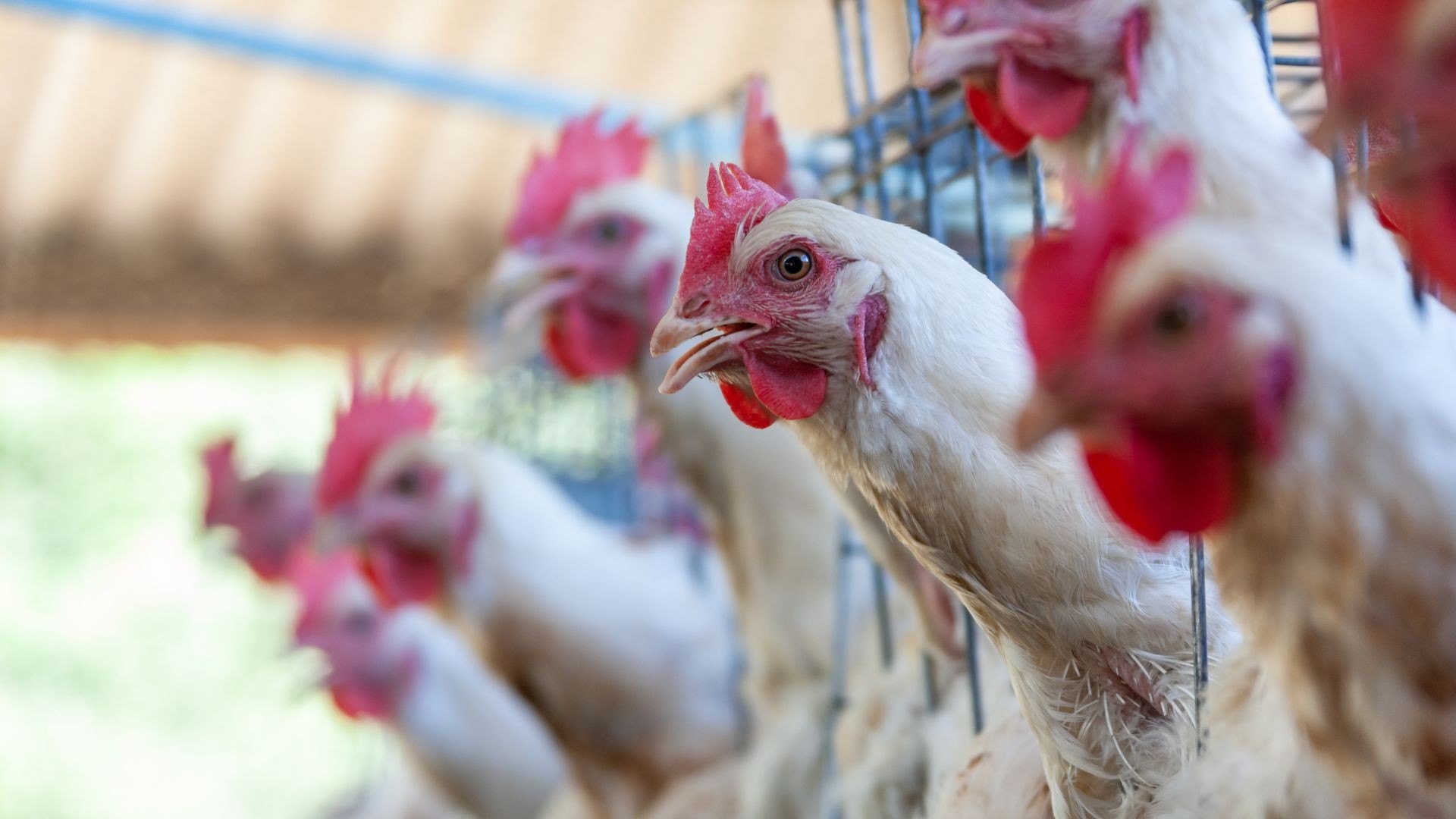 Livre de gripe aviária, Brasil prorroga status de emergência para a doença