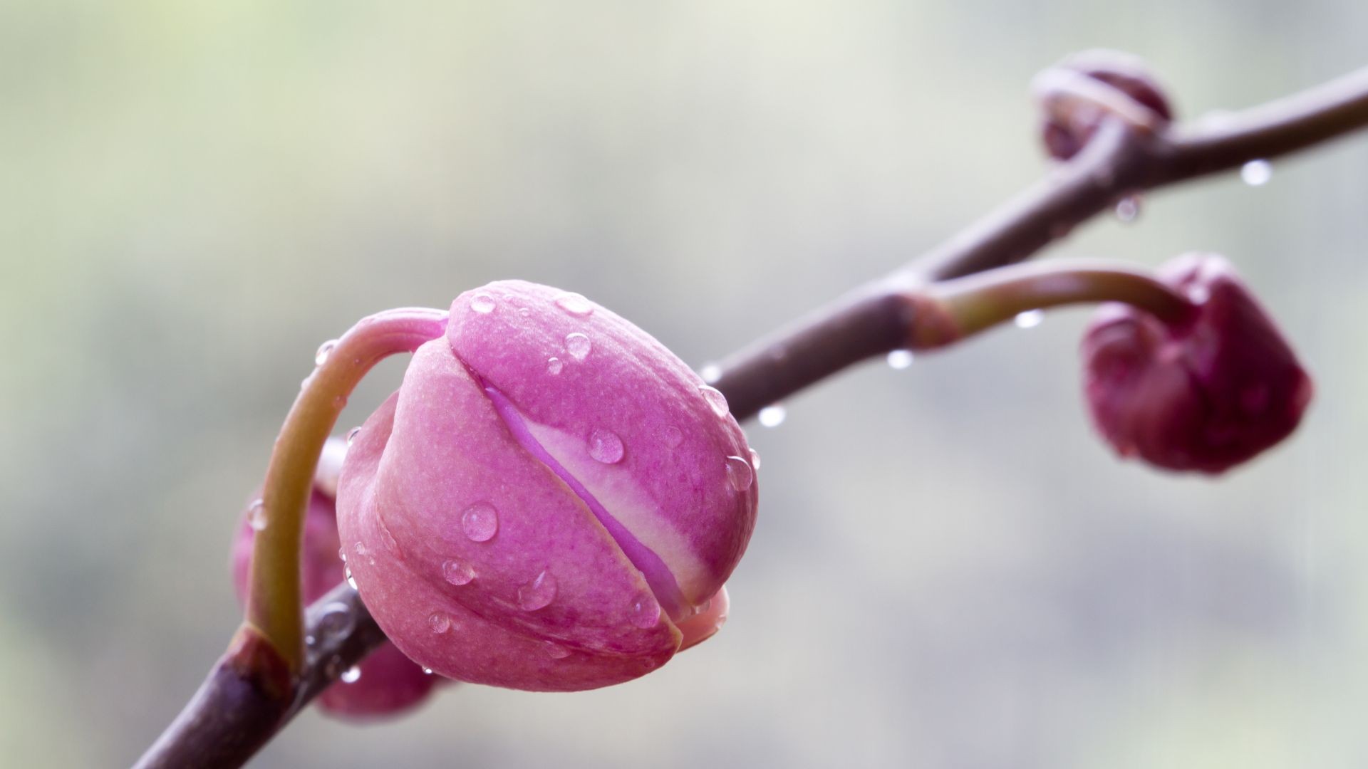 Como regar orquídeas? Aprenda qual é o jeito correto