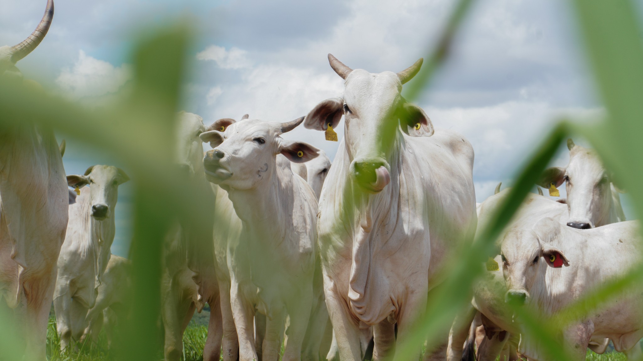 Fundo de defesa contra aftosa deve arrecadar R$ 20 milhões por ano em São Paulo