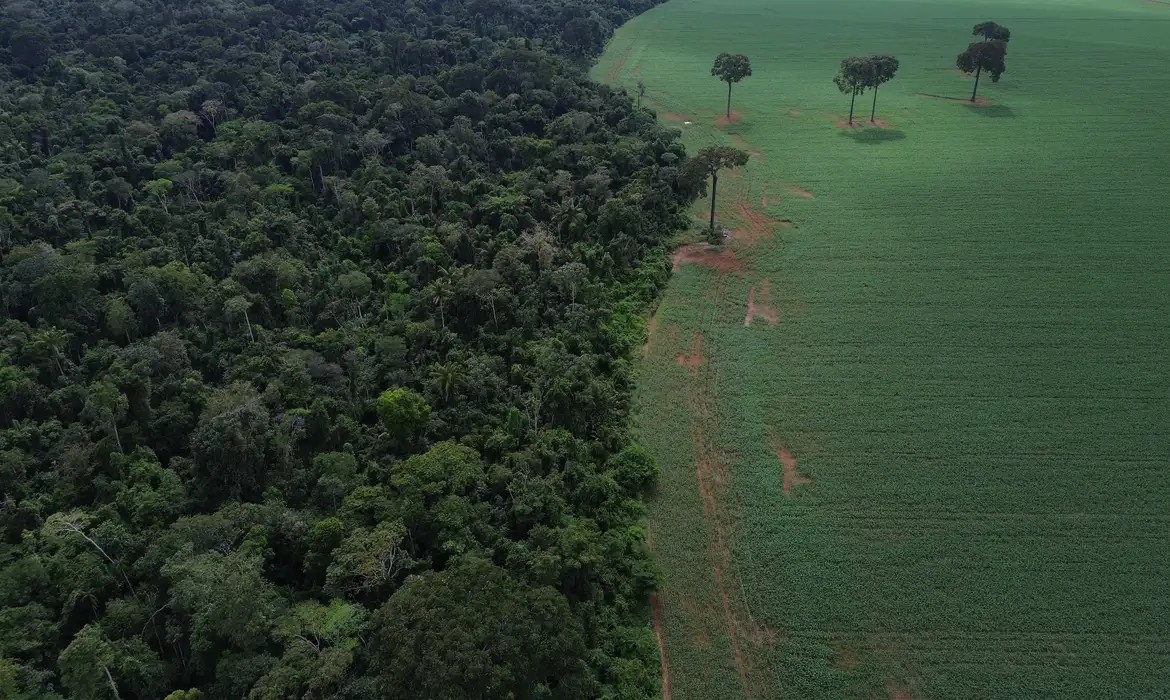 Desmatamento global desacelera, mas florestas continuam sob pressão, aponta relatório da FAO