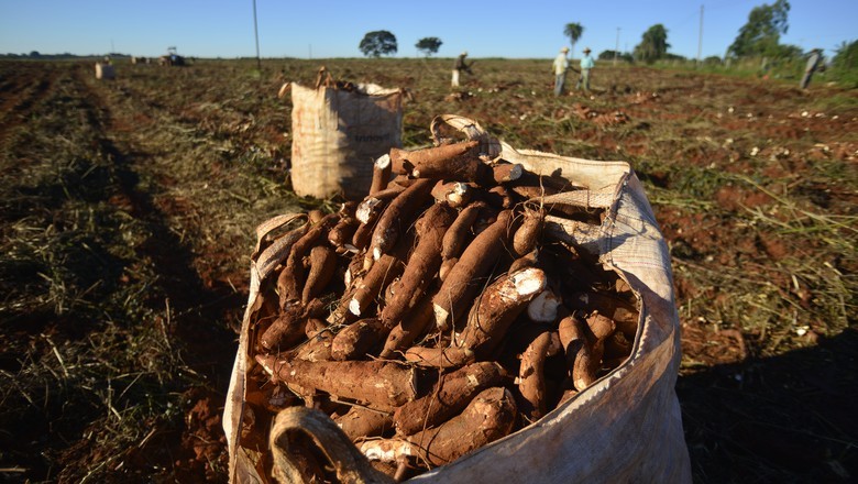 Plantio da mandioca avança e reduz colheita nas regiões produtoras