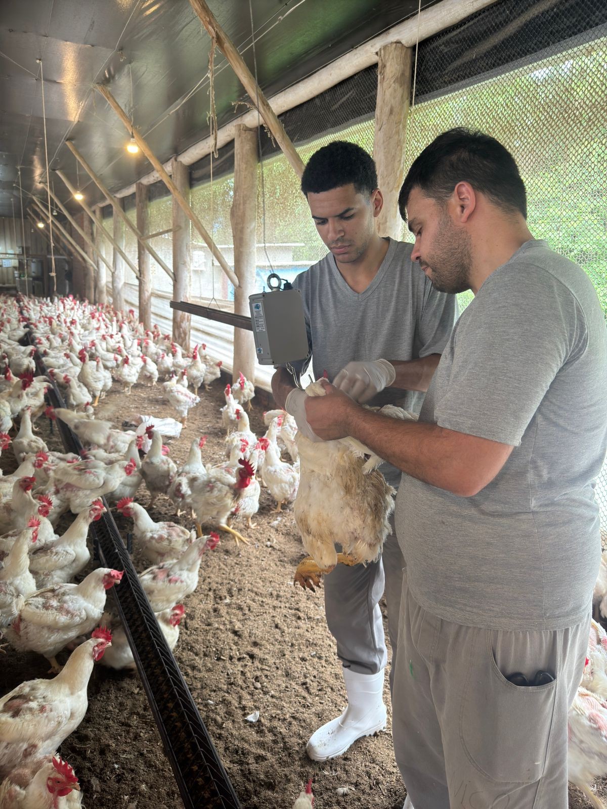 Galos reprodutores recebem suplemento de algas na alimentação