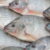 Tilápia representa mais de 40% do total do consumo de peixes no Brasil - Getty Images/Canva