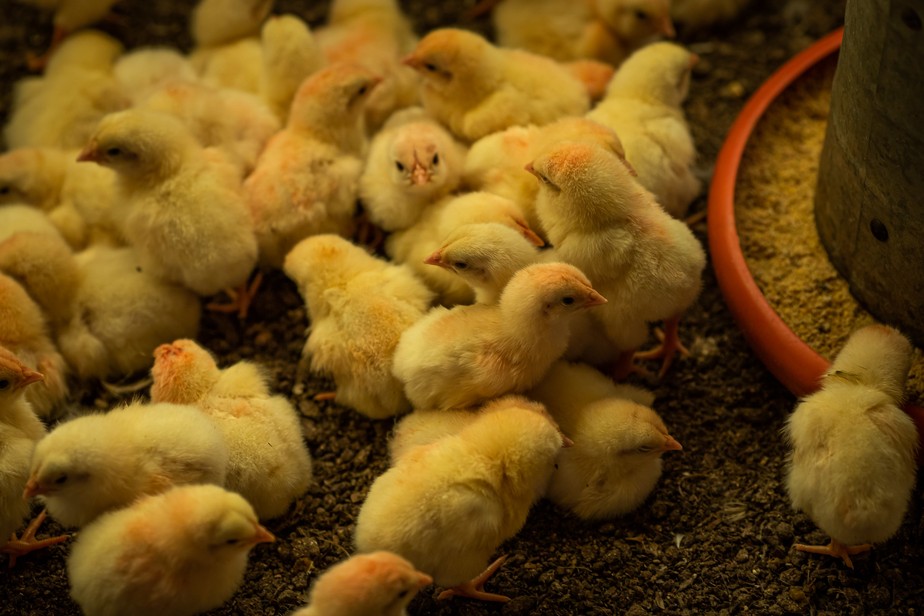 Produção avícola: Brasil exporta primeira remessa de genética Embrapa para  Angola — Agência Gov