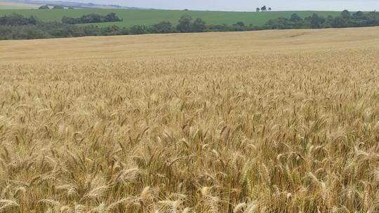Cooperativas pedem medidas ao governo sobre preço do trigo