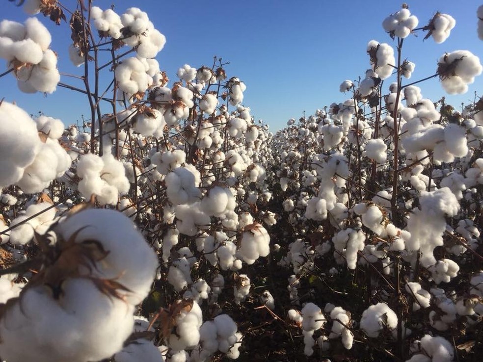 Em 2014, os EUA aceitaram um acordo para compensar danos financeiros causados aos produtores de algodão brasileiros e não houve suspensão das patentes. — Foto: Ampasul/Divulgação