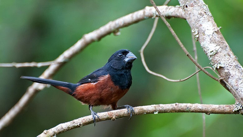 México abre mercado para aves de exibição do Brasil