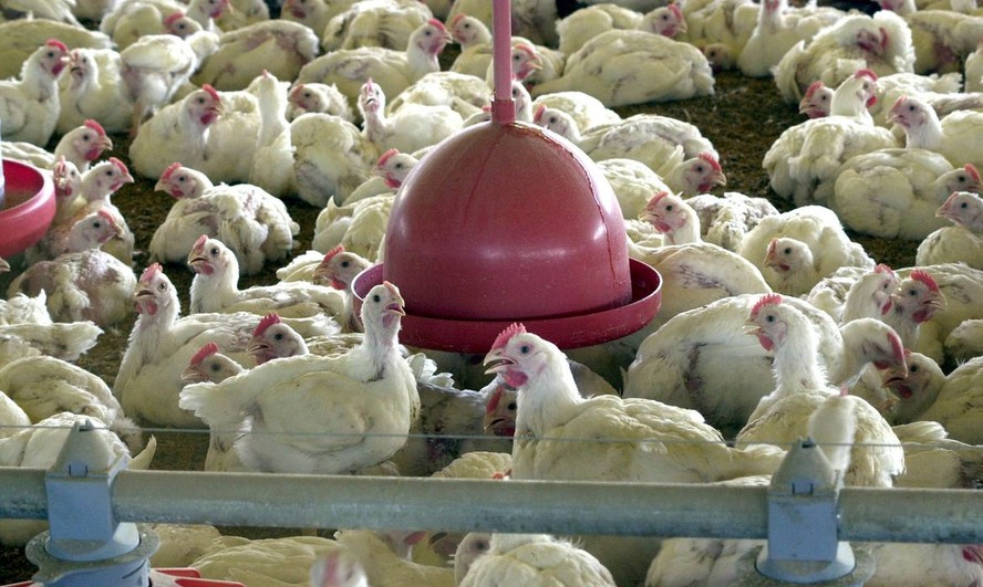 No Brasil, o Ministério da Agricultura suspendeu a realização de eventos com aglomeração de aves