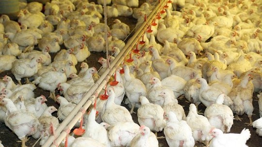 Custo de produção de frangos e suínos caiu em agosto, aponta Embrapa