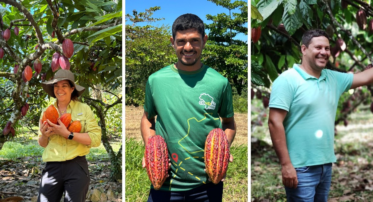 Três produtores brasileiros concorrem em concurso de melhor cacau do mundo