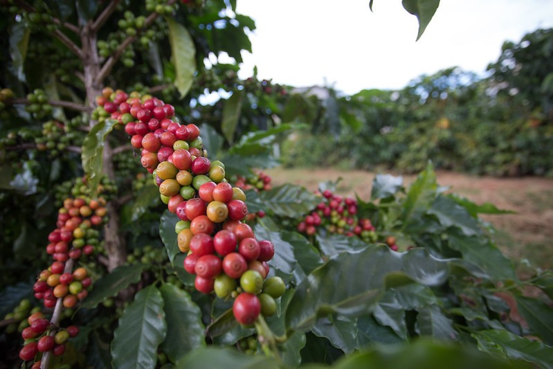 Preços do café sobem em NY após chuvas abaixo da média no Brasil