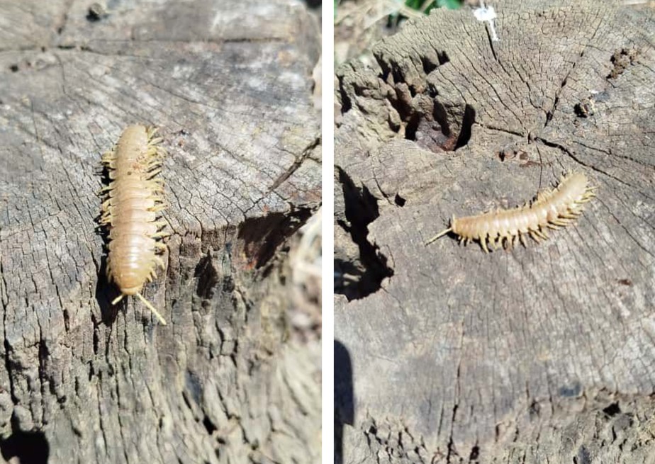 Foto enviada por leitor mostra centopeia