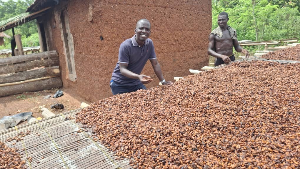 Doença viral que atinge cacaueiros preocupa produtor no oeste da África