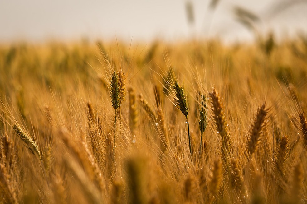 O USDA reduziu em quase 2 milhões de toneladas sua estimativa para a colheita global de trigo em 2024/25 — Foto: Wenderson Araujo/CNA