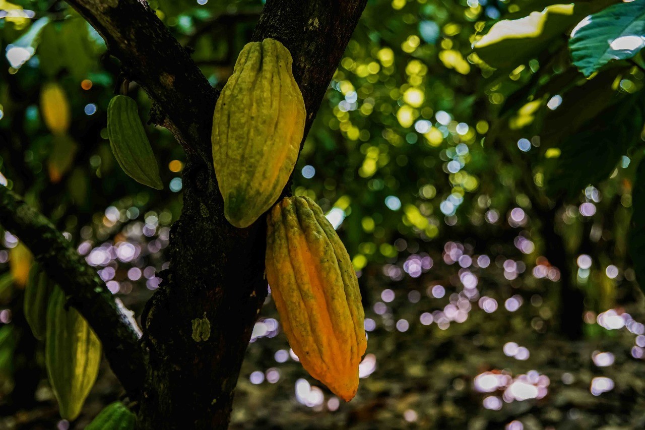 Produção mundial de cacau deve ter superávit de 166 mil toneladas em 2024/25