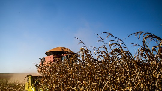 USDA projeta queda na produção global de milho em 2024/25