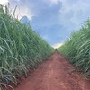 Varieade de cana lançadas pelo IAC começaram a ser desenvolvidas em 2007 - IAC/Divulgação