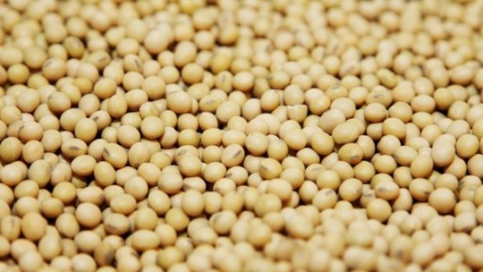 EUA reduzem vendas semanais de soja do ciclo 2023/24