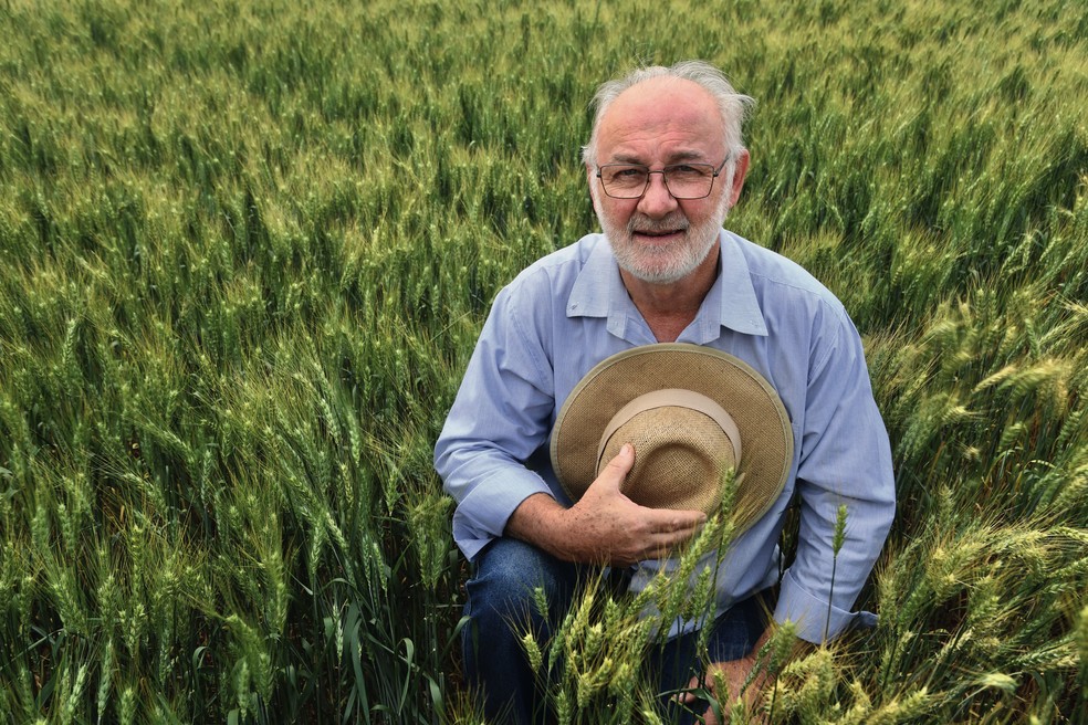 O pesquisador Claudio Lazzarotto, da Embrapa: "O trigo tem potencial de ocupar 200.000 hectares no Estado — Foto: Ruy Baron